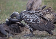 Ruppells Griffon Vulture_ANL_5848